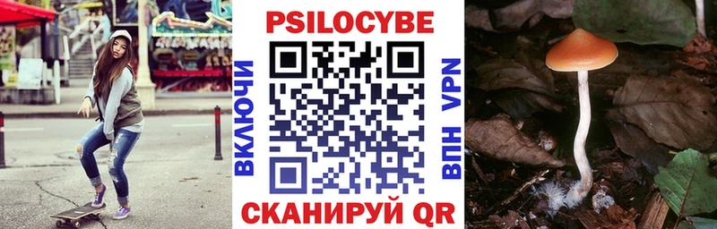закладка  Верхний Уфалей  Псилоцибиновые грибы Psilocybe 